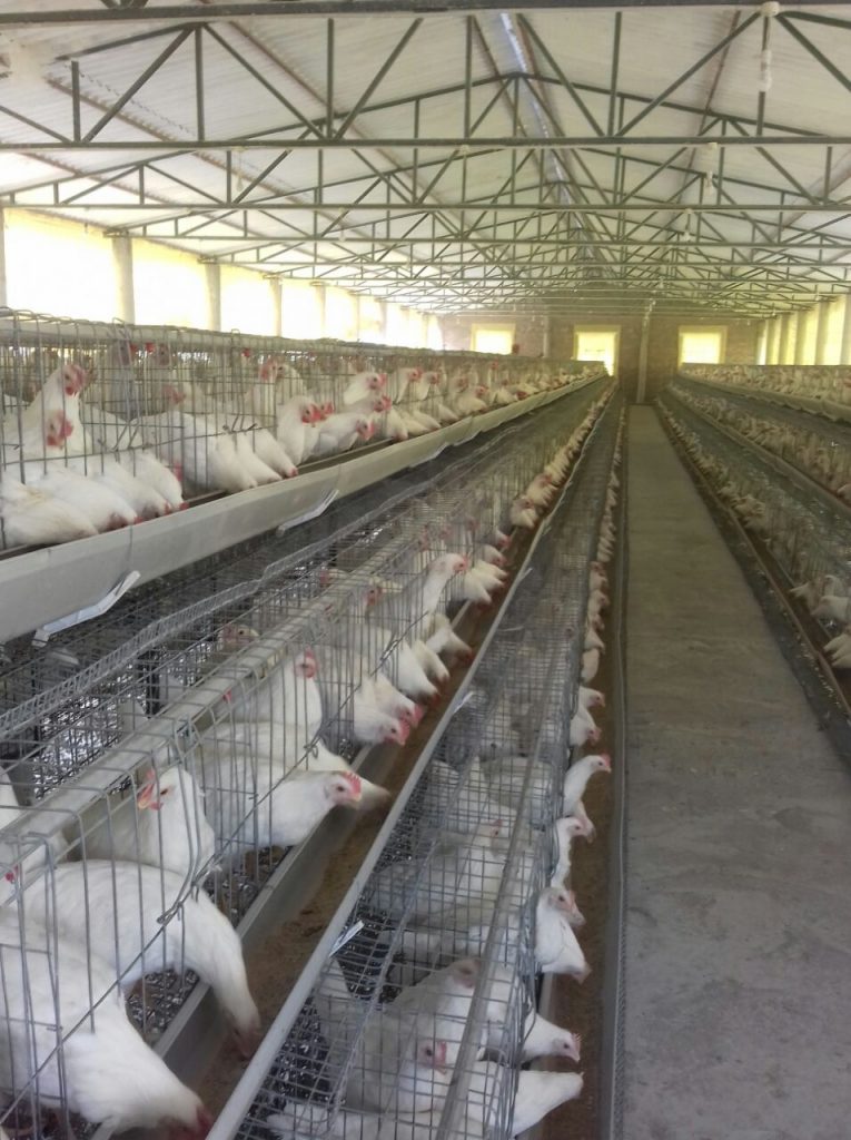 Chicks In Poultry Farm